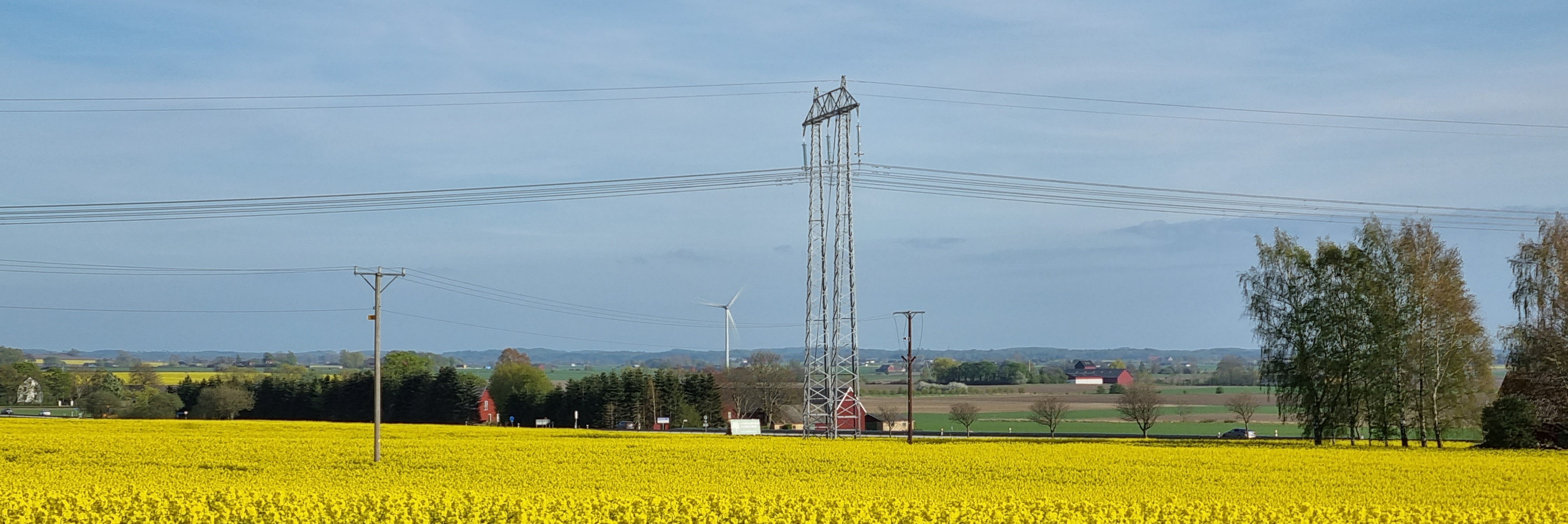Power lines and yellow field. Photo.