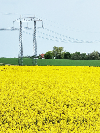 Landscape view with rape fields and power lines. Photo.