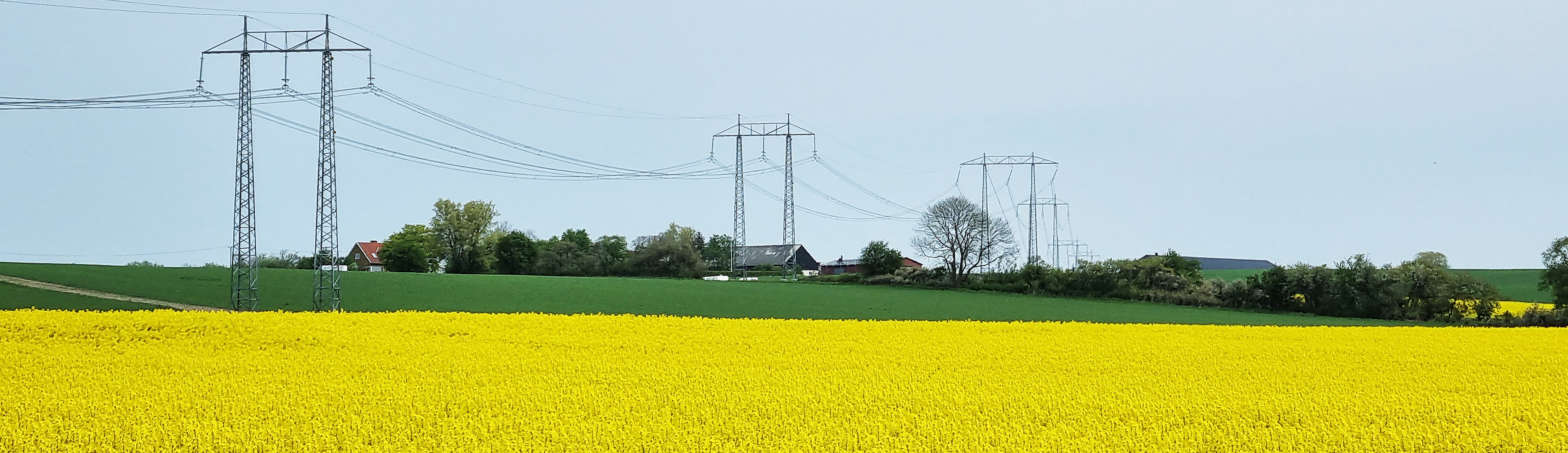 Landscape view with rape fields and power lines. Photo.